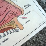 Old MDI school poster, eye-vision & ear-nose