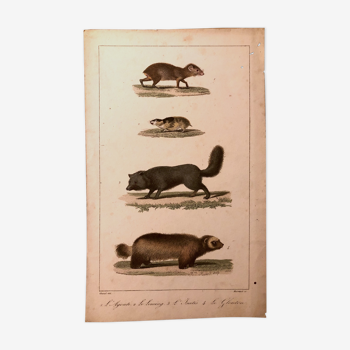 Lithograph late 19th animals