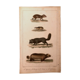 Lithograph late 19th animals