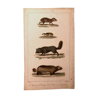 Lithograph late 19th animals