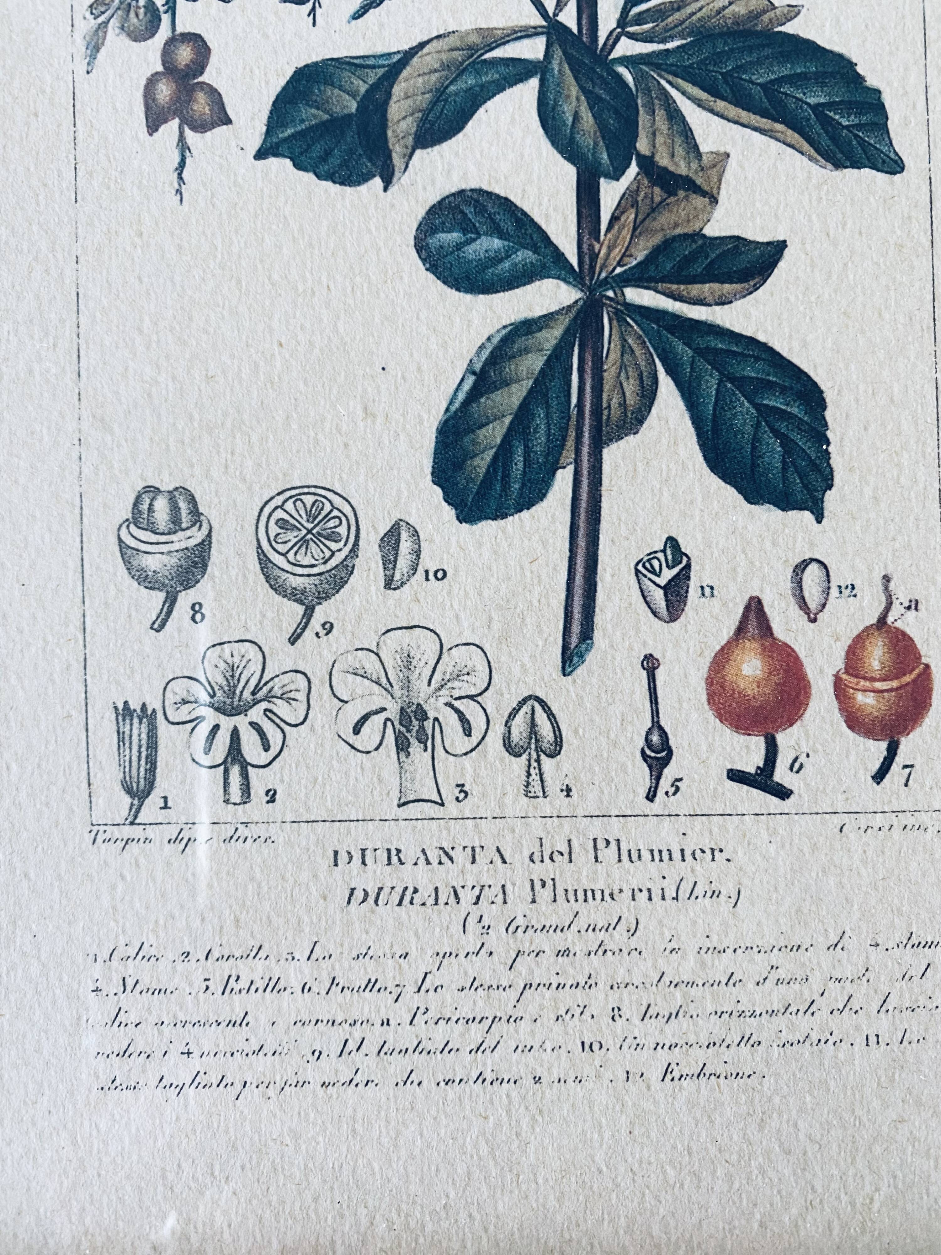 Framed botanical poster