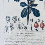 Framed botanical poster