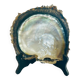 Coquillage grande nacre
