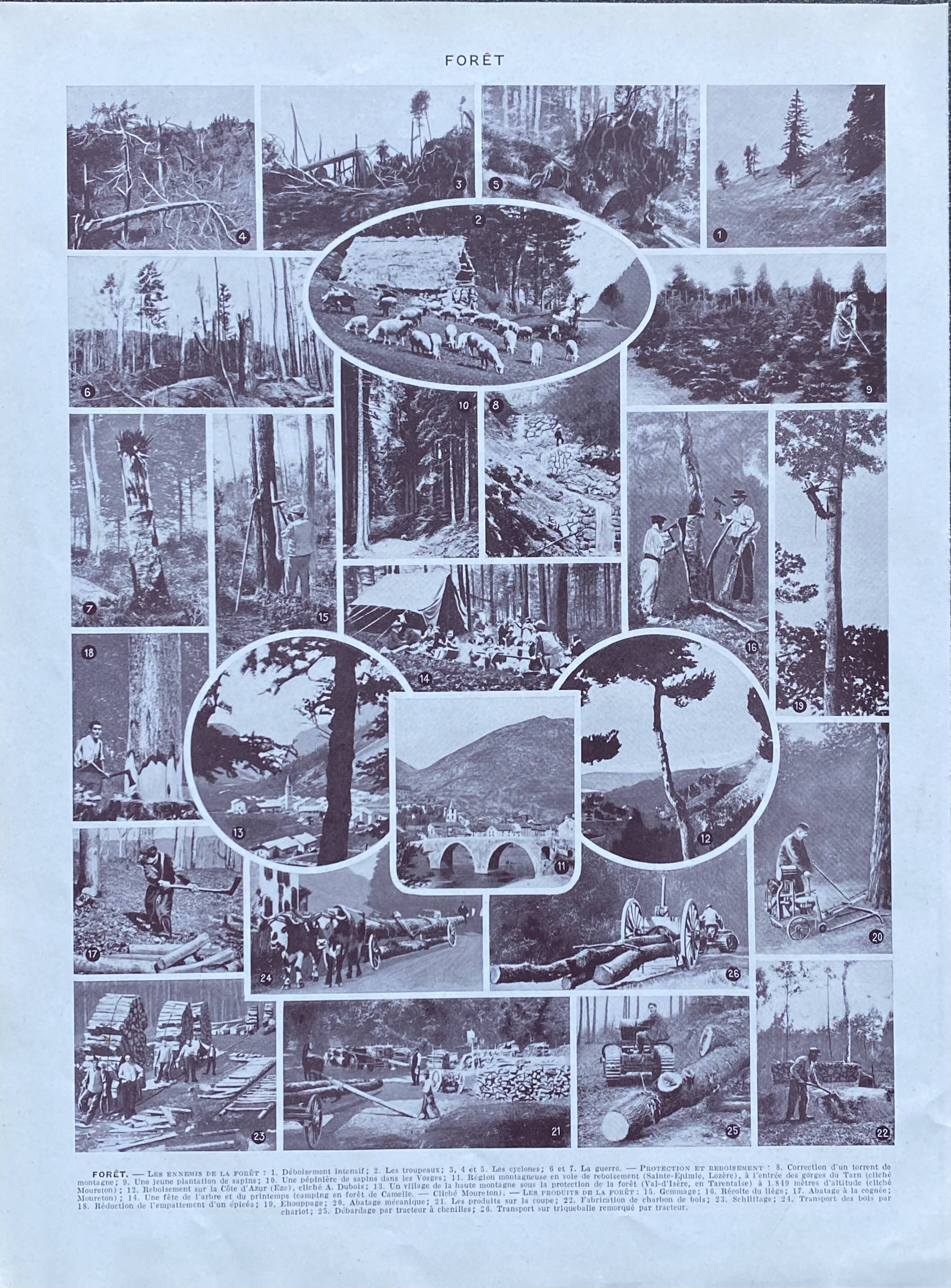 Illustration Millot, forest, forest trees