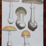 1970s Botanical Poster - Mushrooms 1