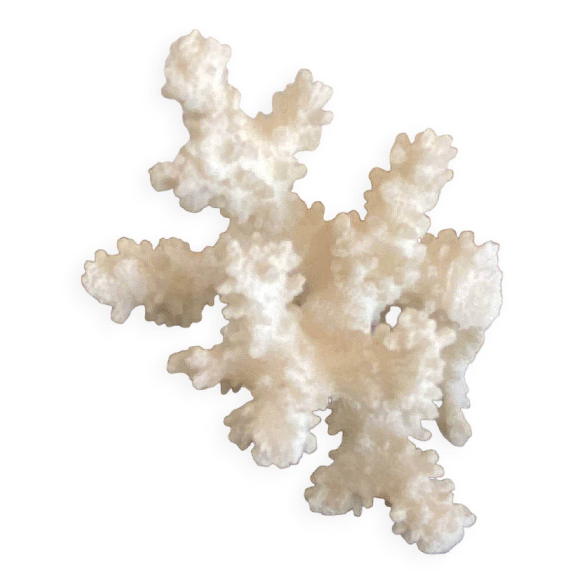Corail 10 cm, cabinet de curiosités