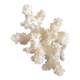 Corail 10 cm, cabinet de curiosités