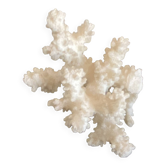 Coral 10 cm, cabinet of curiosities