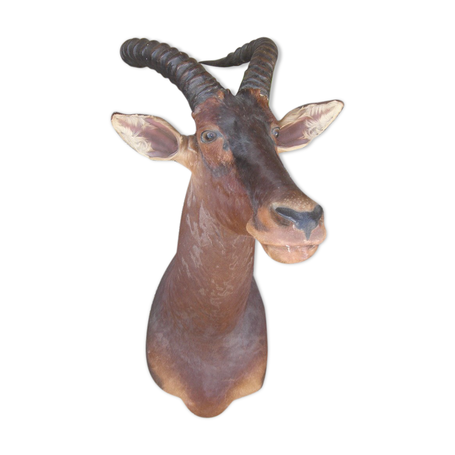 Hunting trophy: African Damalisque gazelle