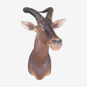 Hunting trophy: African Damalisque gazelle