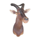 Hunting trophy: African Damalisque gazelle