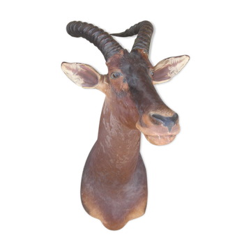 Hunting trophy: African Damalisque gazelle