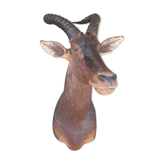 Hunting trophy: African Damalisque gazelle