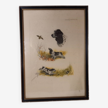 Old animal engraving, colored etching, hunting scene, woodcock and cocker spaniel, Boris Riab