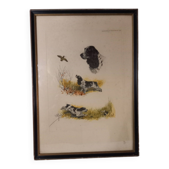 Ancienne gravure animalière, eau forte en couleur, scène de chasse, bécasse et cocker, Boris Riab