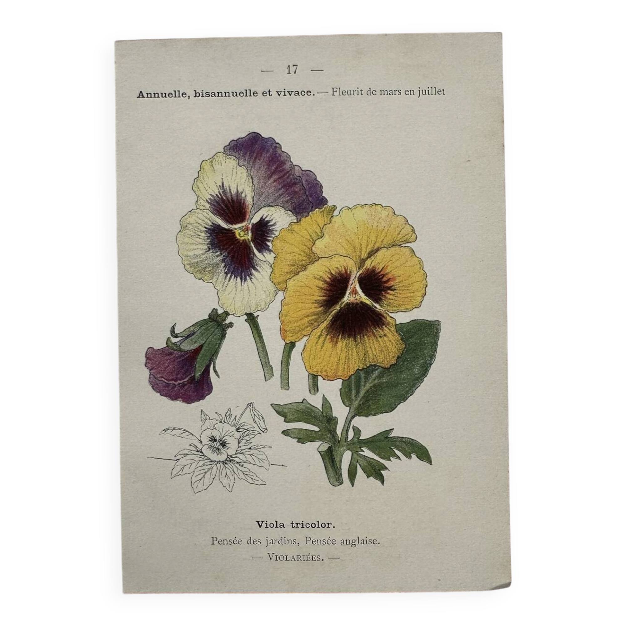 Botanical Plate 1800 Old Naturalist Engraving 19th Century Double-Sided