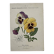 Botanical Plate 1800 Old Naturalist Engraving 19th Century Double-Sided