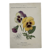 Botanical Plate 1800 Old Naturalist Engraving 19th Century Double-Sided