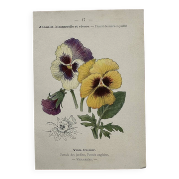 Botanical Plate 1800 Old Naturalist Engraving 19th Century Double-Sided