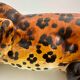 Italian handpainted leopard in ceramic, 1950s
