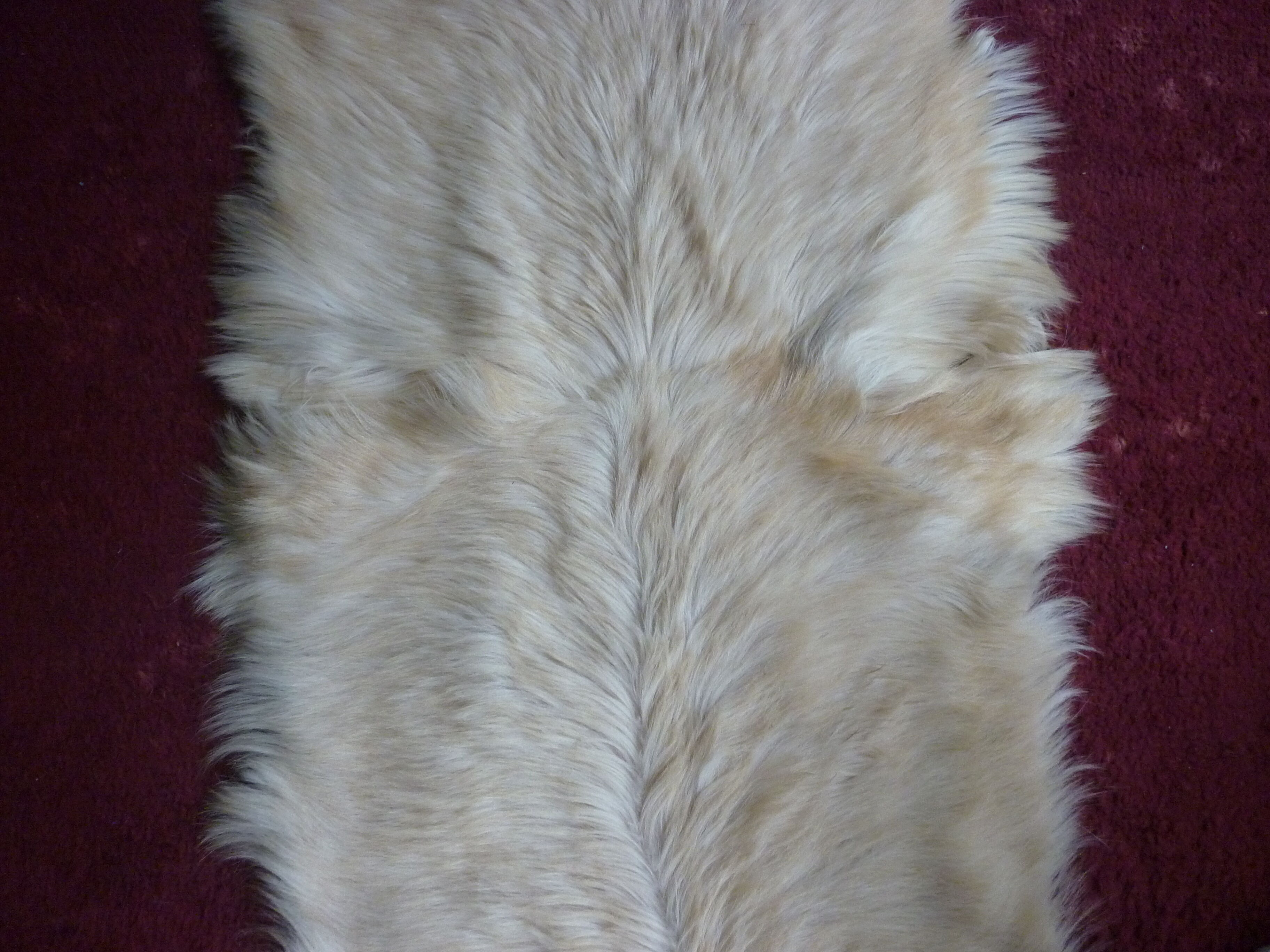 Skin of goat tannee white and beige 137x69cms
