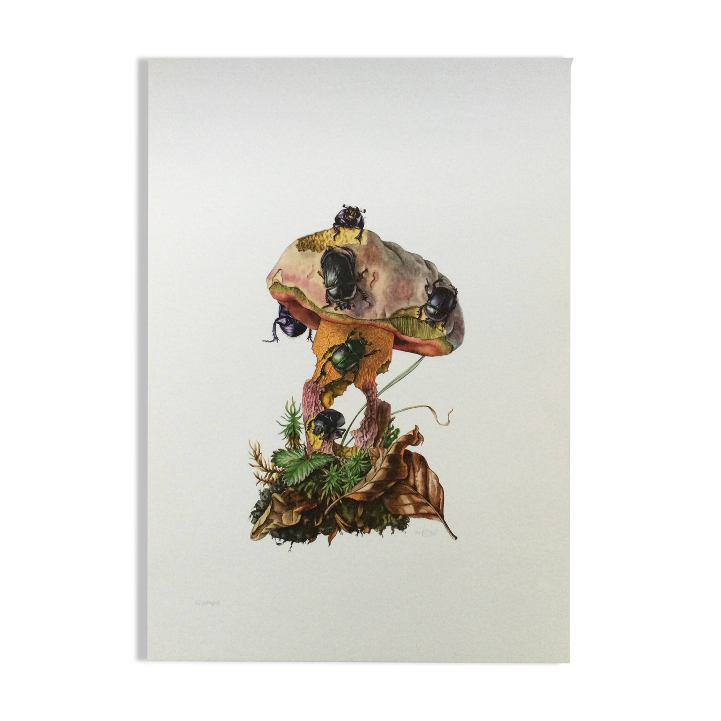 Vintage Insect Print, Old Illustration from the 60s