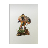 Vintage Insect Print, Old Illustration from the 60s