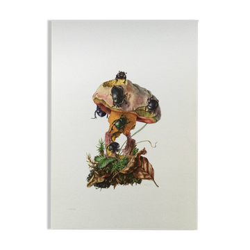 Impression vintage Insectes, Illustration ancienne année 60