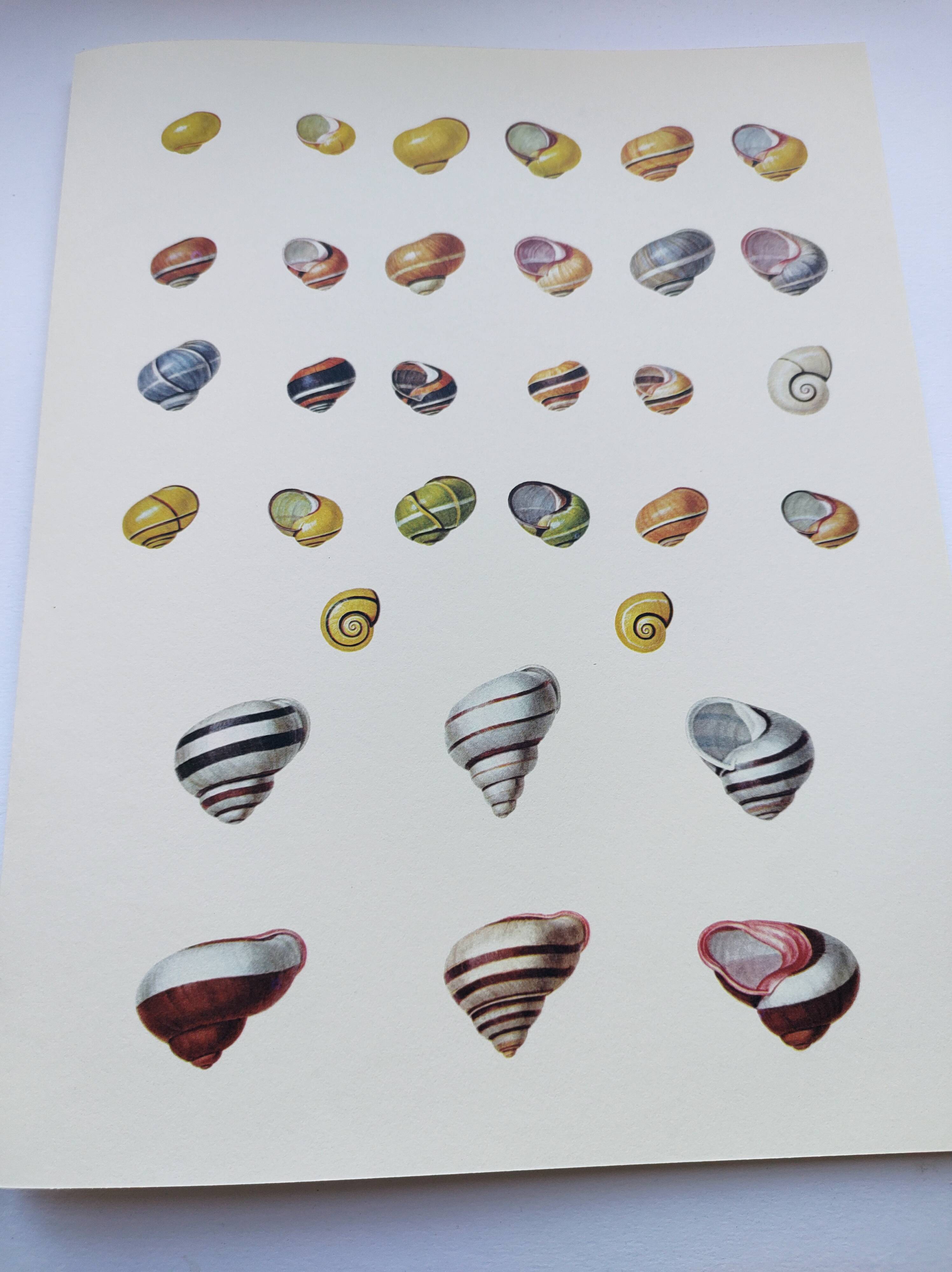 Old board - Snail Shell - Vintage illustration from 1970