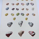 Old board - Snail Shell - Vintage illustration from 1970