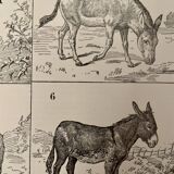Lithograph on donkeys - 1920