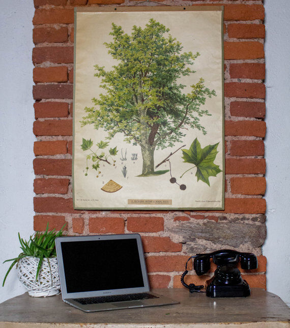 Displays Abele tree by Joh. Senator Kautsky and g. c. Beck for a. Pichlers widow & Sohn 1886