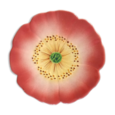 Plate collection flower anemone