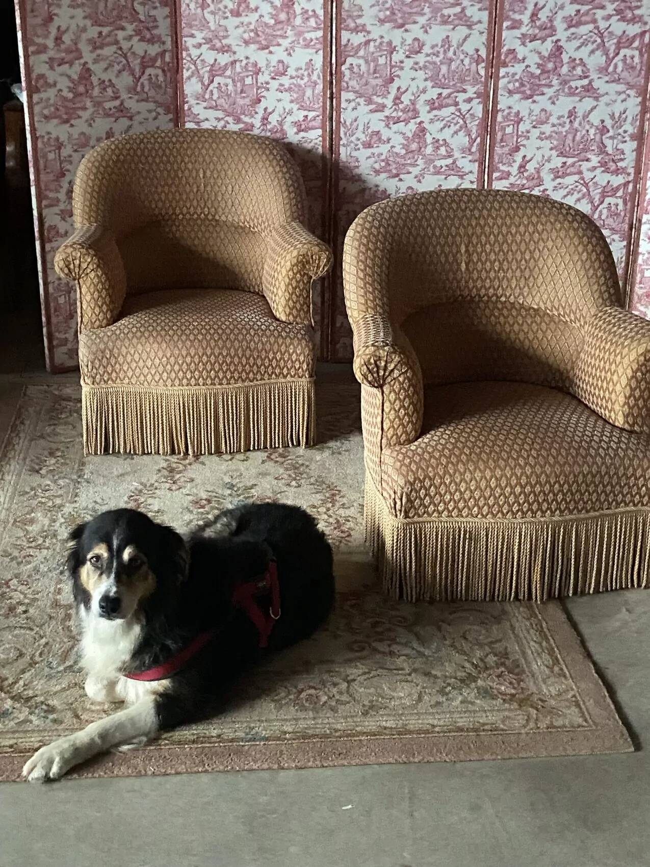 Pair of renovated upholstered frog chairs in beige velvet.