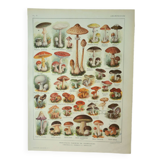 Gravure ancienne 1922, Champignons, cueillette, mycologie, forêt • Lithographie, Planche originale