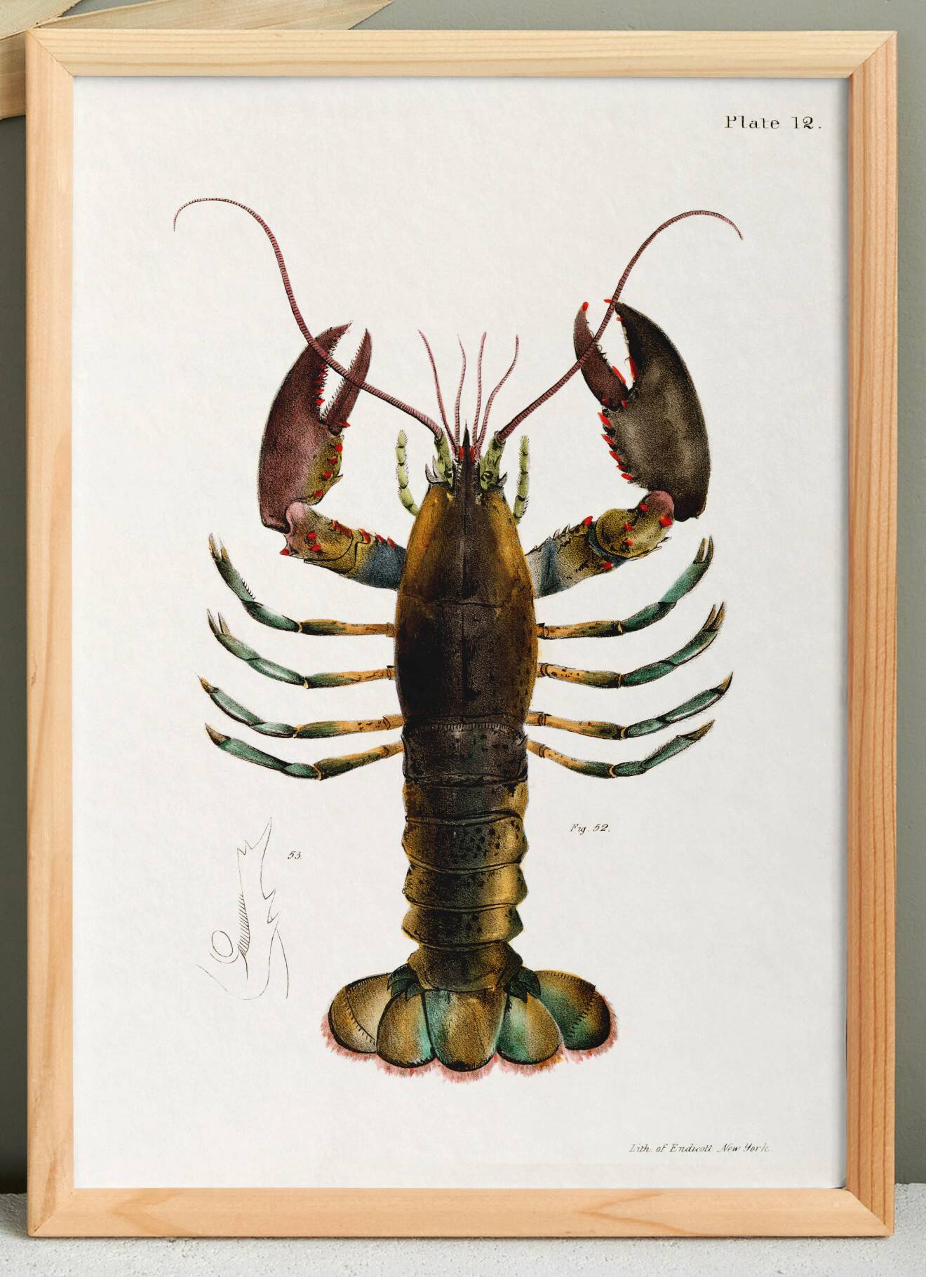 Affiche sur le homard américain, d’après une lithographie ancienne de 1842