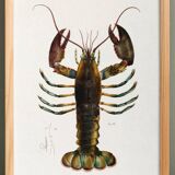 Affiche sur le homard américain, d’après une lithographie ancienne de 1842