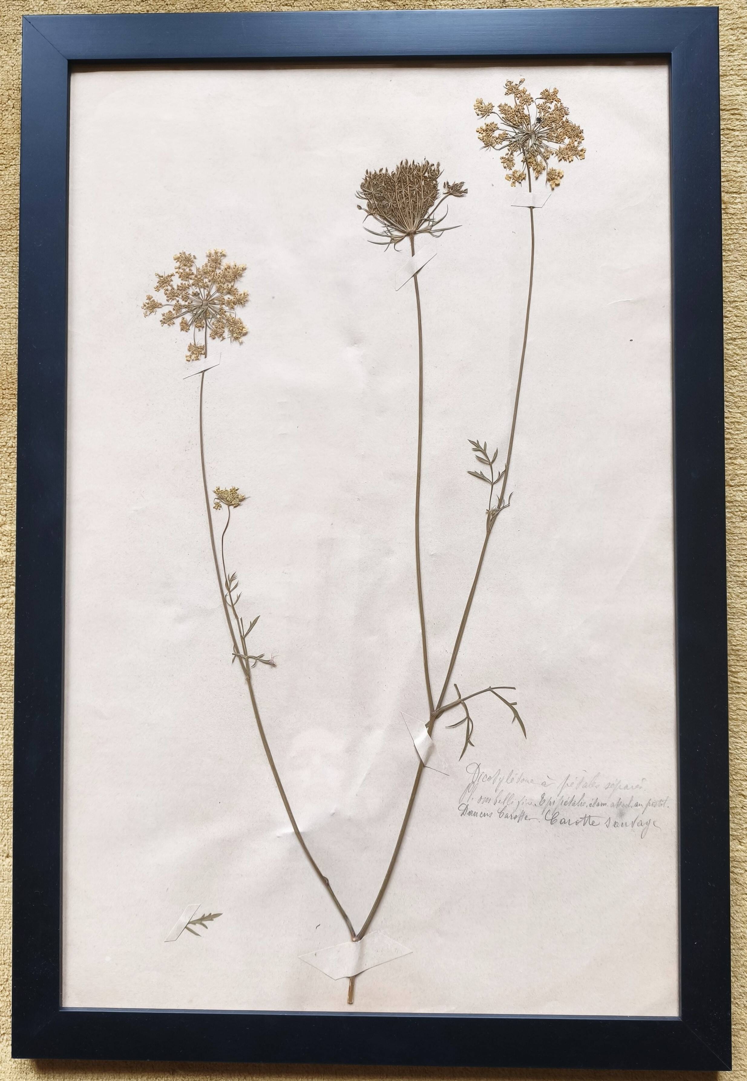 Herbiers anciens encadrés, lot de 4