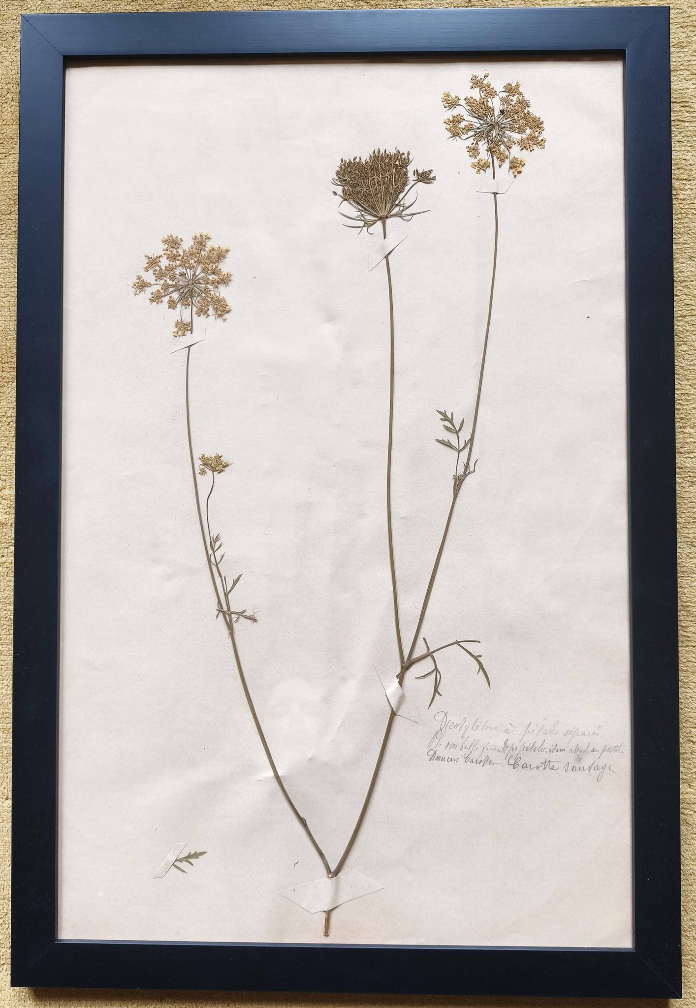 Herbiers anciens encadrés, lot de 4