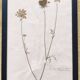 Herbiers anciens encadrés, lot de 4