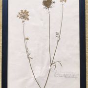 Herbiers anciens encadrés, lot de 4