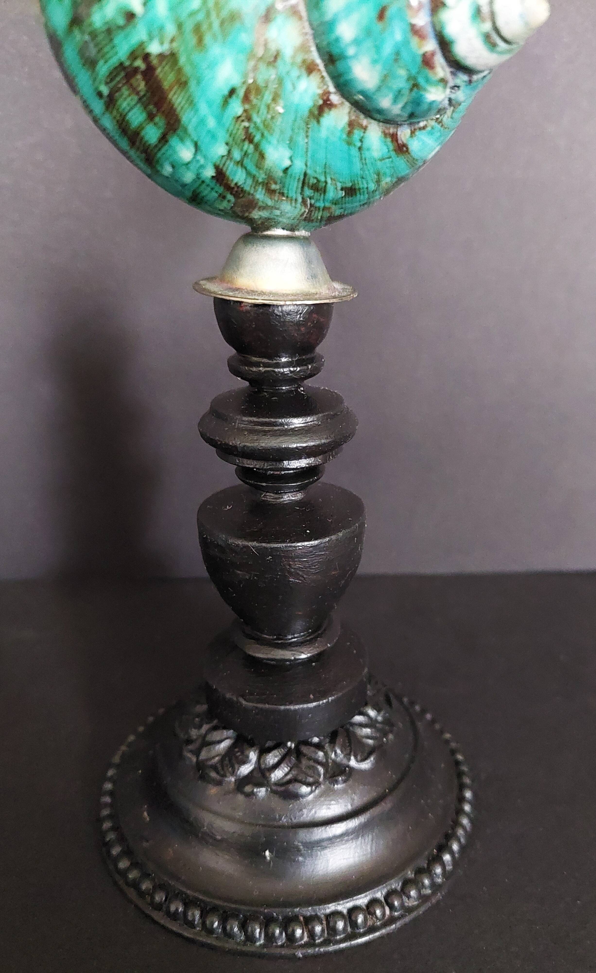 Cabinet of Curiosities turbo imperialis shell on base