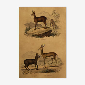 Original zoological board "Chamois - Musk - Gazelle " Buffon 1838