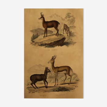 Planche originale zoologique "Chamois - Musc - Gazelle " Buffon 1838