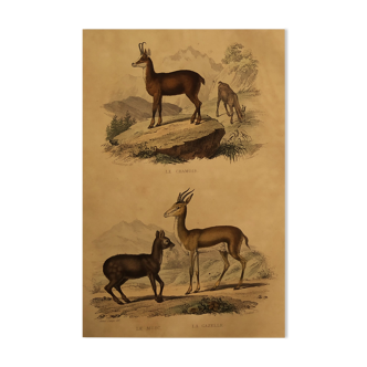 Planche originale zoologique "Chamois - Musc - Gazelle " Buffon 1838