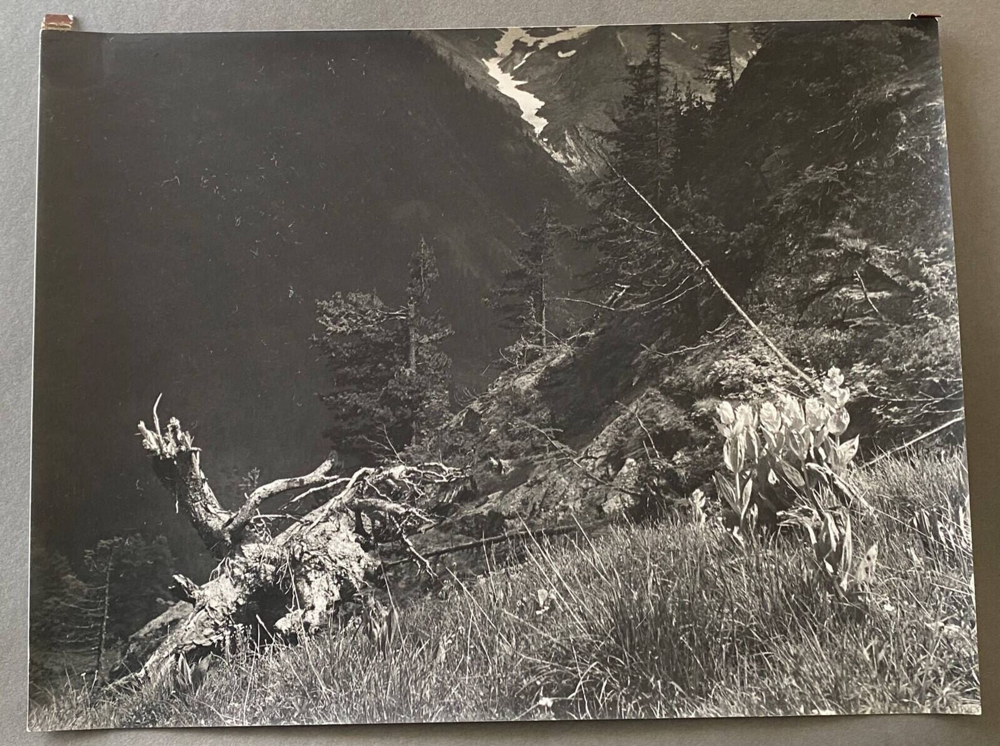 Photo argentique Bernard Darot XXe A flanc de montagne