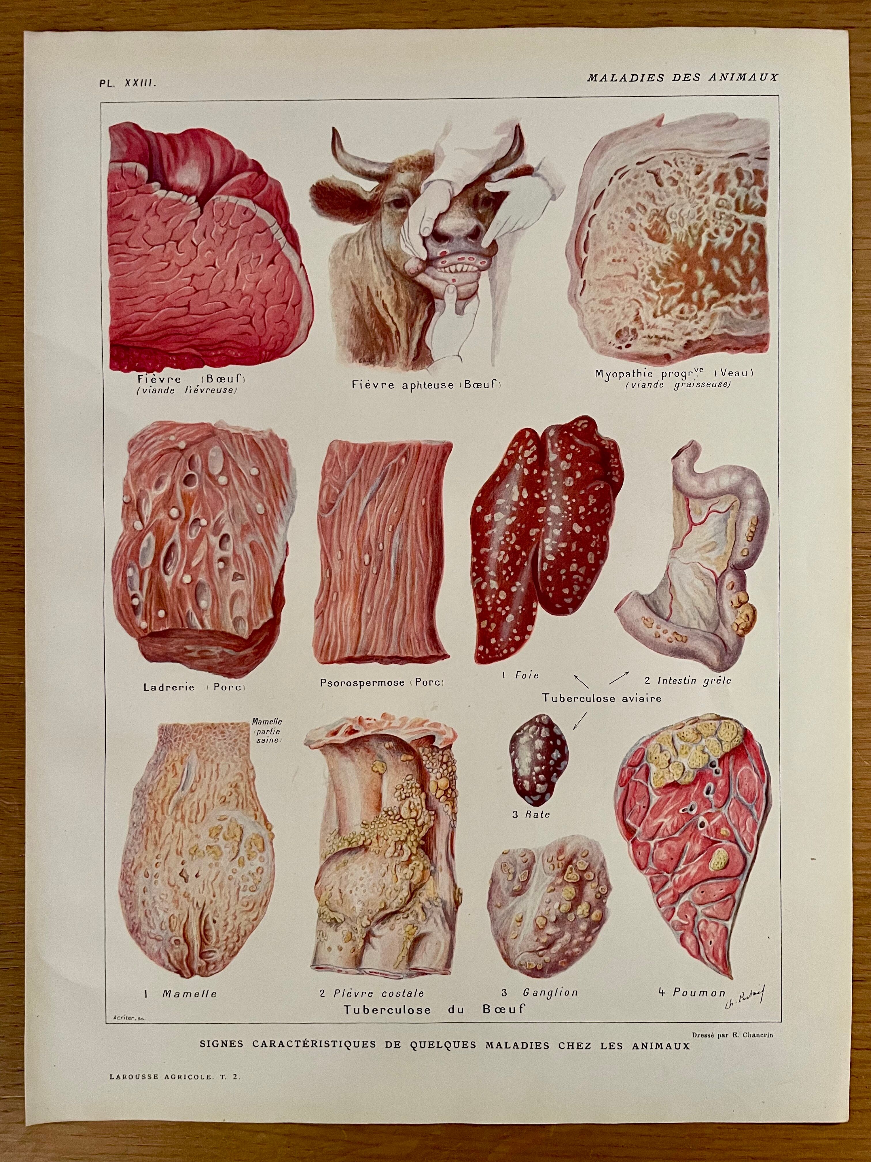 Lithograph on animal diseases from 1921