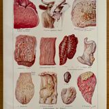 Lithograph on animal diseases from 1921