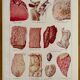 Lithograph on animal diseases from 1921