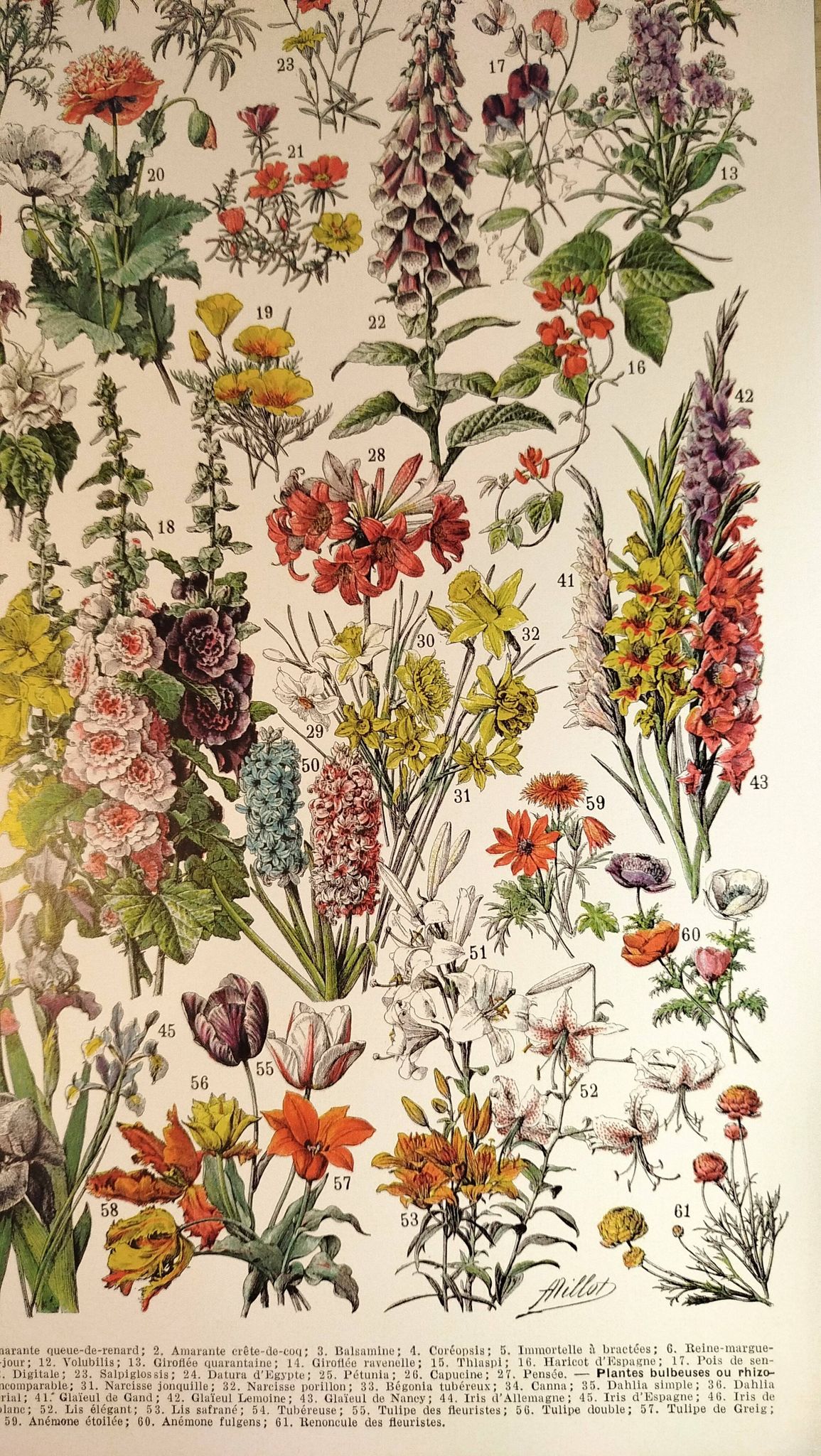 Affiche sur les fleurs "amarante", d'après une lithographie de 1928